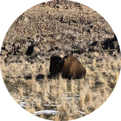 Bison resting on antelope island.