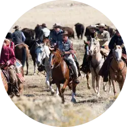 Group herding bison on antelope island.